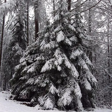 Wildblick Hof Grindelborn