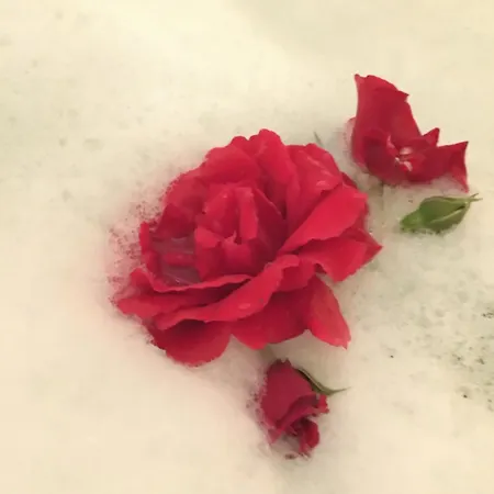 Wildblick Hof Grindelborn Mürlenbach