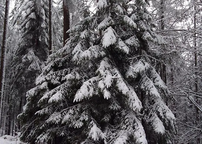 Wildblick Hof Grindelborn